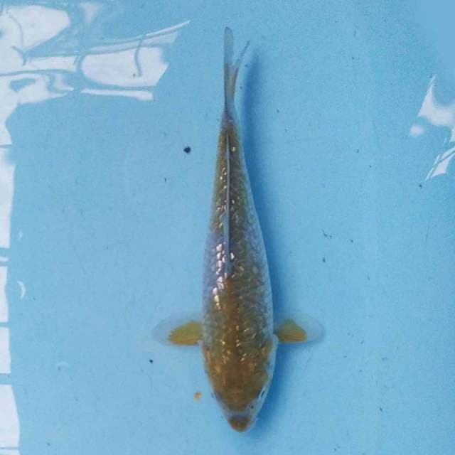 Ochiba Ginrin 20 cm