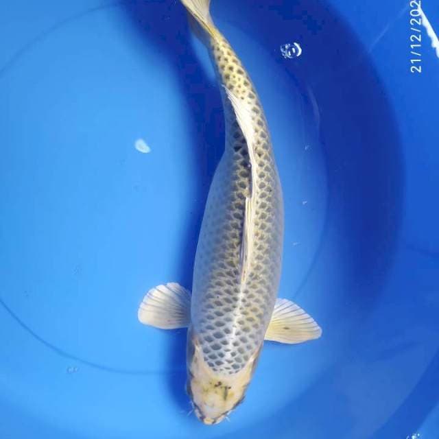 Mukasi 45 cm