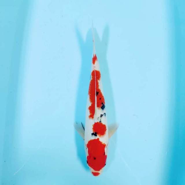 Sanke 34 cm