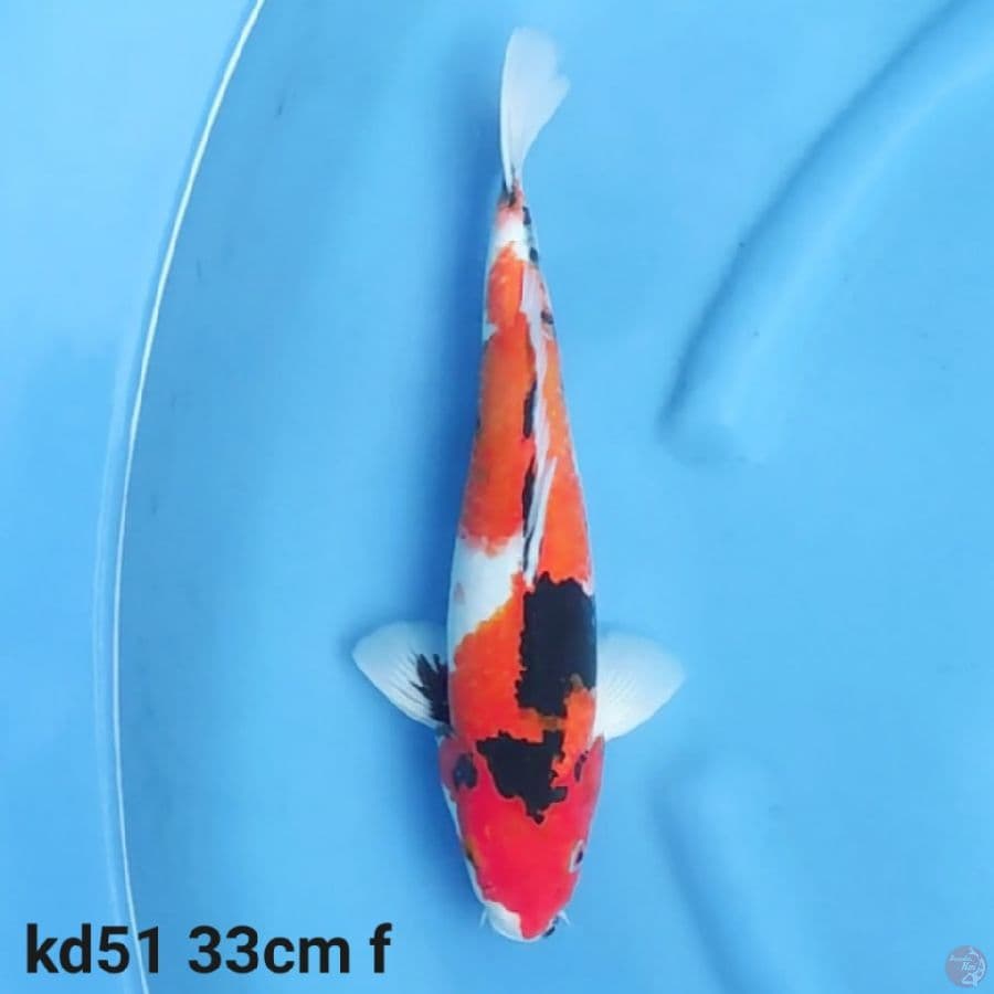 showa sanshoku F1 bakalan jumbo