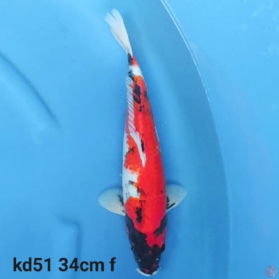 showa tategoi F1 beni tebal
