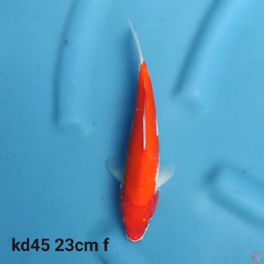 straight kohaku f1