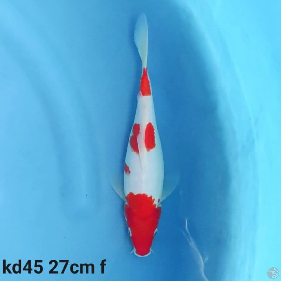 kohaku 3 step