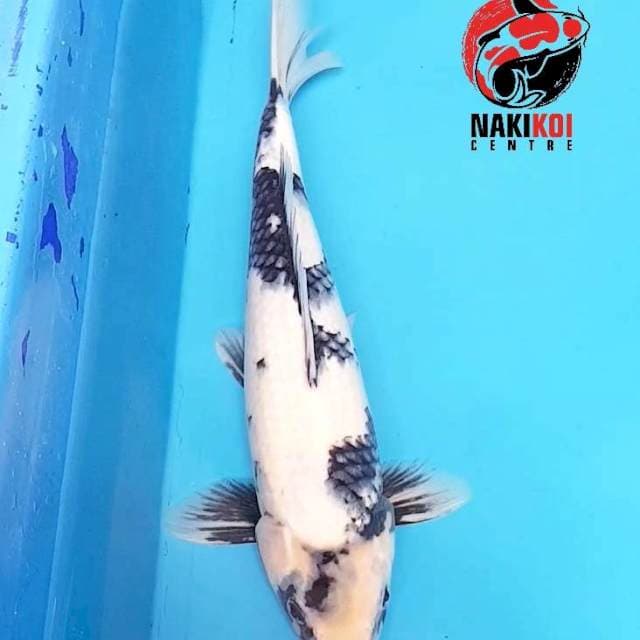 Shiro Utsuri Male
