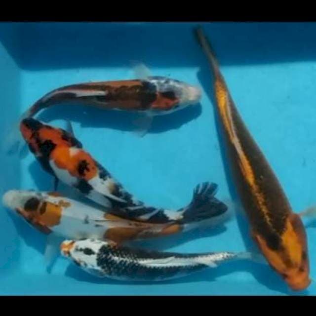 Mix 5 ekor 27 - 31 cm