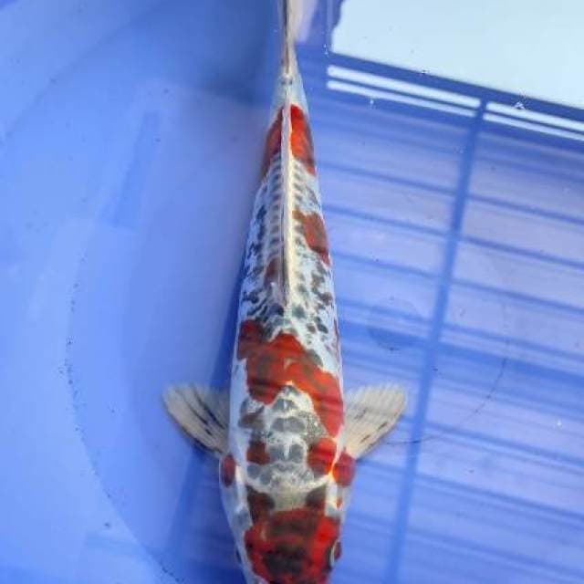 Goshiki Doitsu 30cm