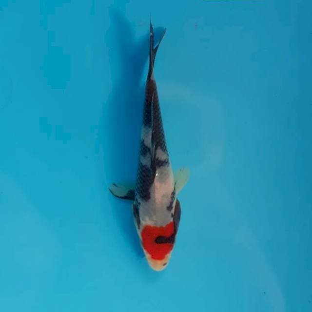 Tancho showa 12 cm