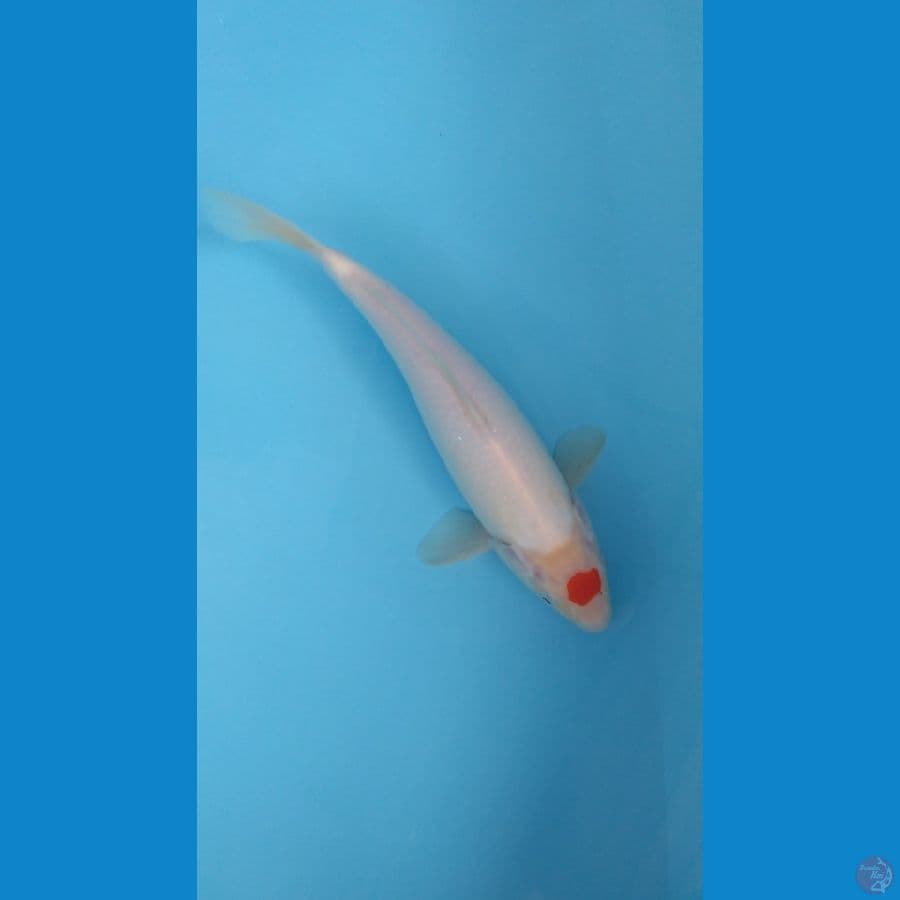 tanchi kohaku