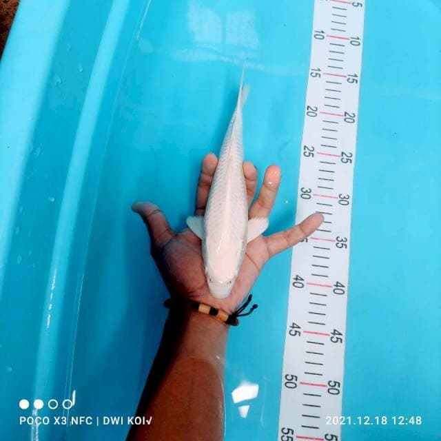 Platinum 24 cm