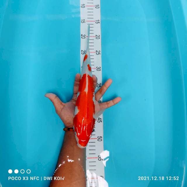 Kohaku 32 cm