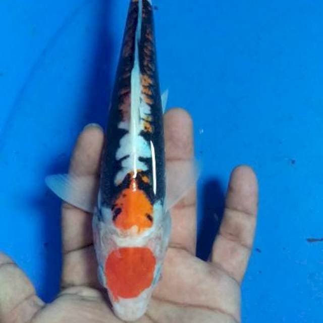 Tco beni kumon ,cut kering