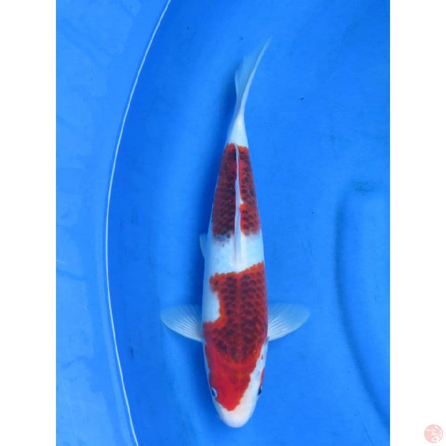 Ai Goromo - 32cm