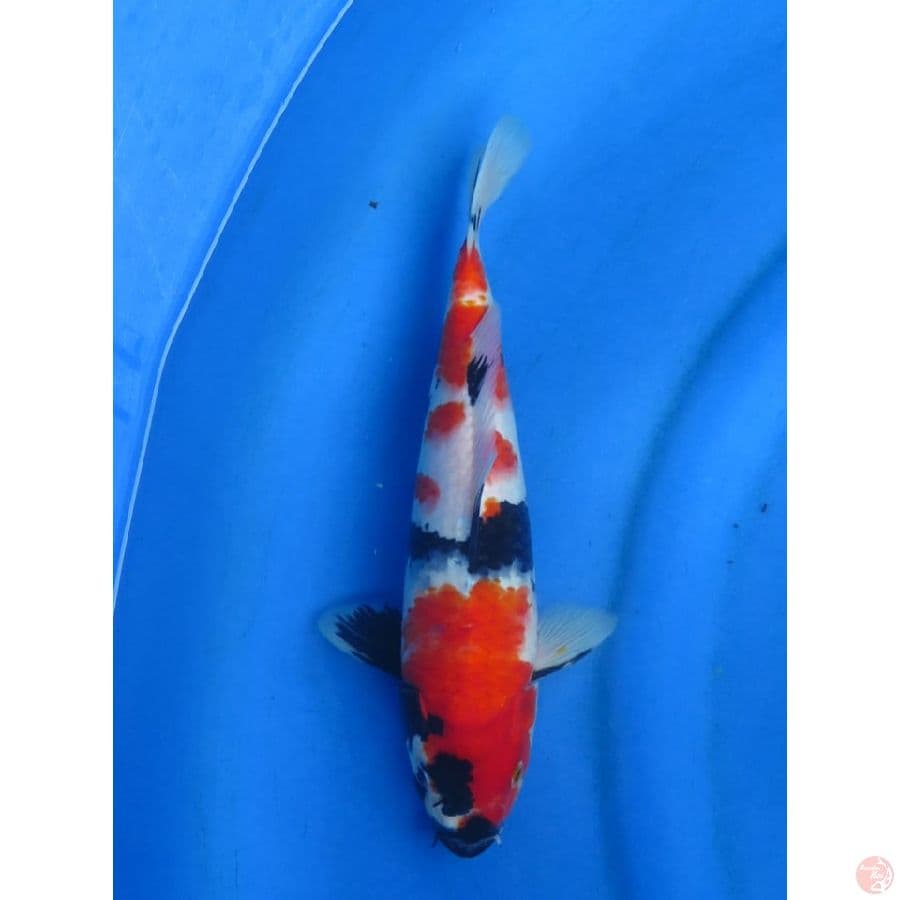 Red Showa - 30cm