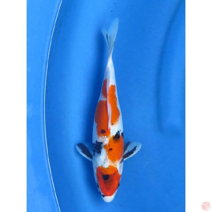 Kindai Showa - 26cm