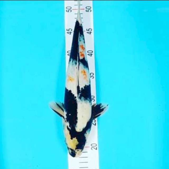 Showa 37 cm
