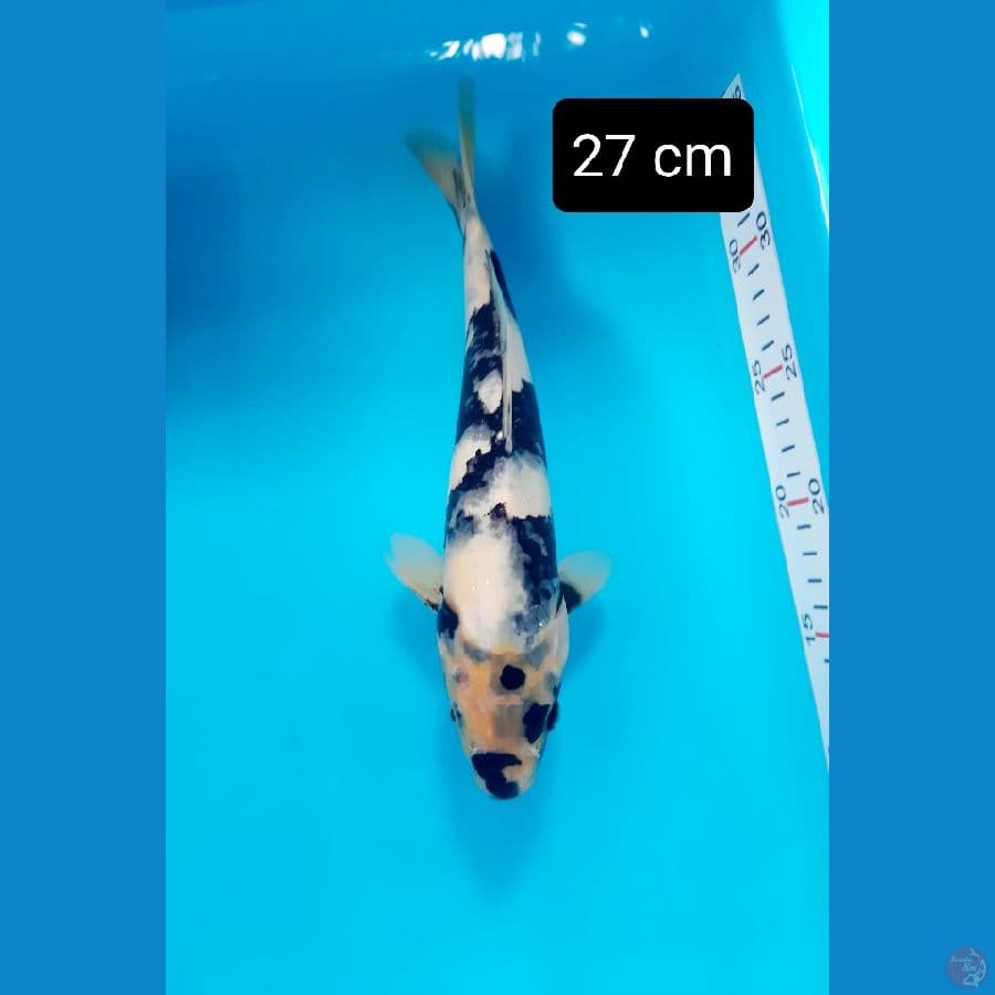 bahan 27 cm