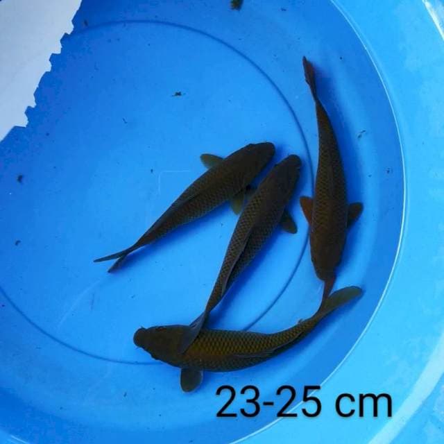 Chagoi 23-24 cm