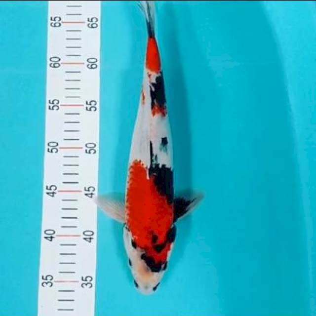 Showa 35 cm