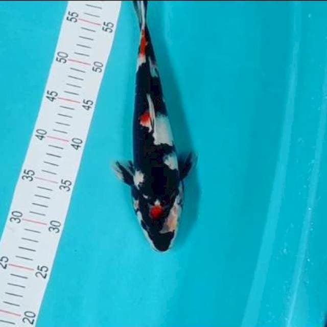 Showa 33 cm