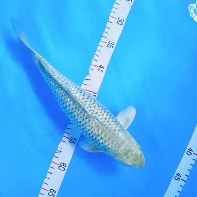 SORAGOI GRINRIN Female 36cm