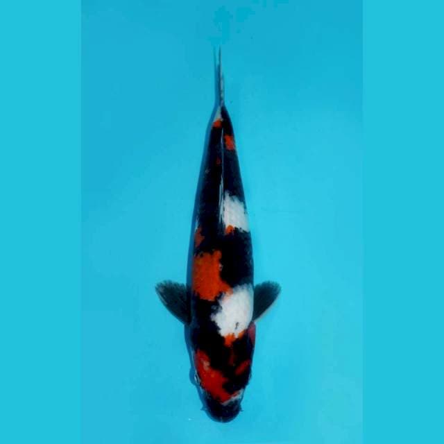 SANDAN KINDAI SHOWA, 31CM MALE