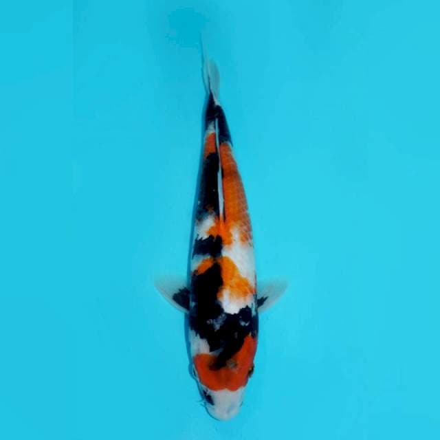 MARUTEN KINDAI SHOWA, 35CM FEMALE
