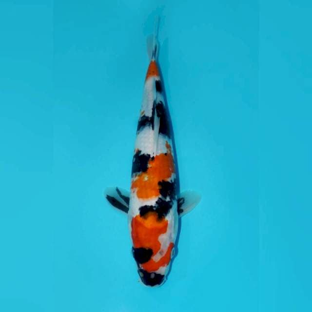 KINDAI SHOWA, 34CM FEMALE