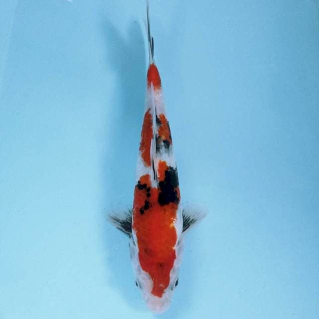 Showa, 22 cm