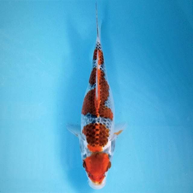 Goshiki, 24 cm