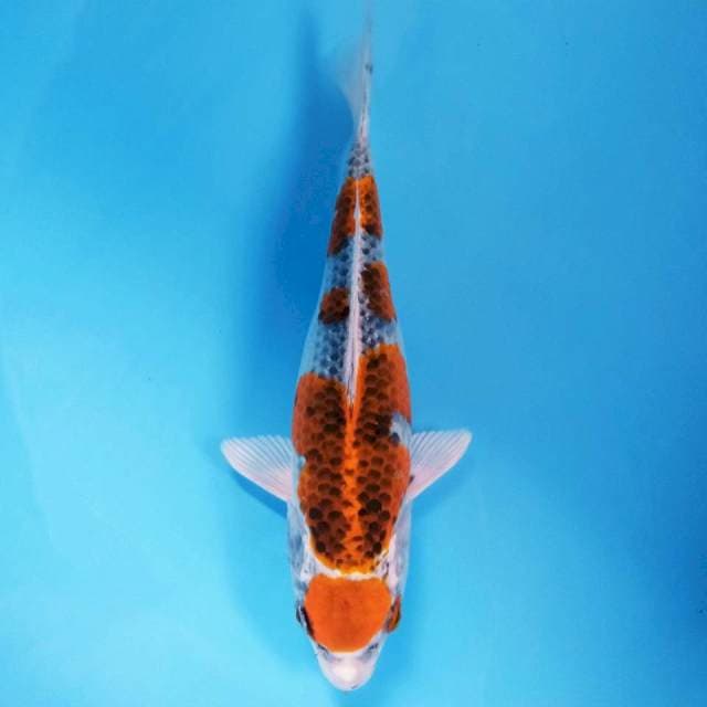 Kujaku, 24 cm