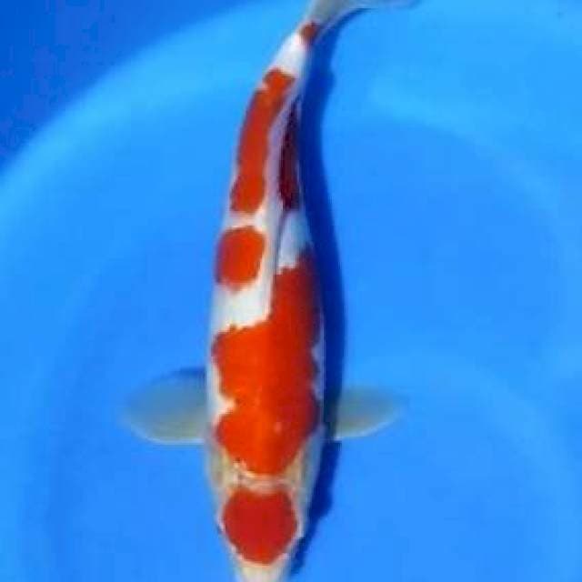 Maruten kohaku cutting kering