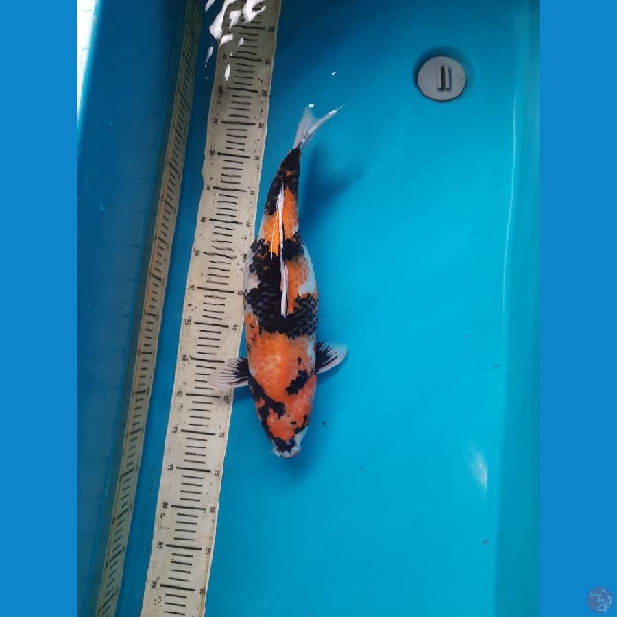 48cm showa gendong telur