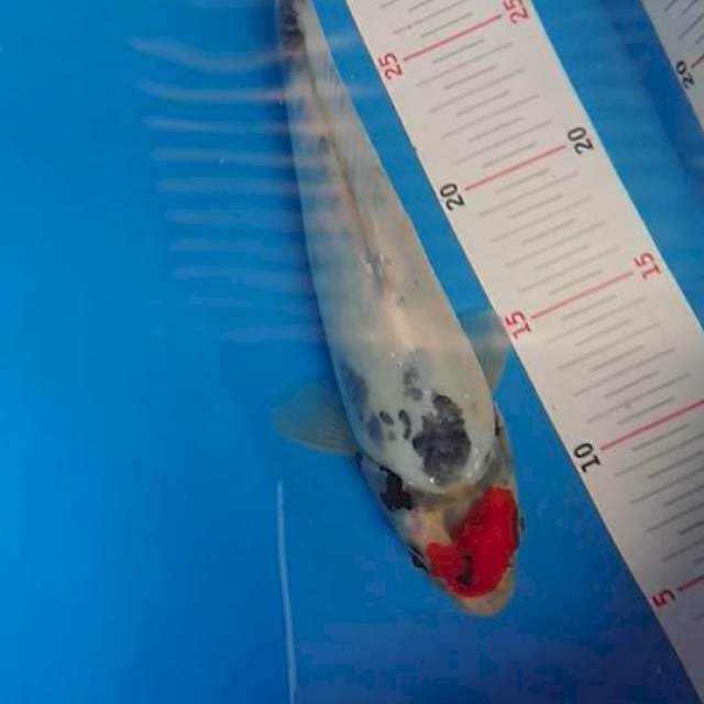 Tc Showa Male 25cm Munuk