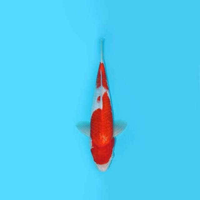 30CM - KOHAKU