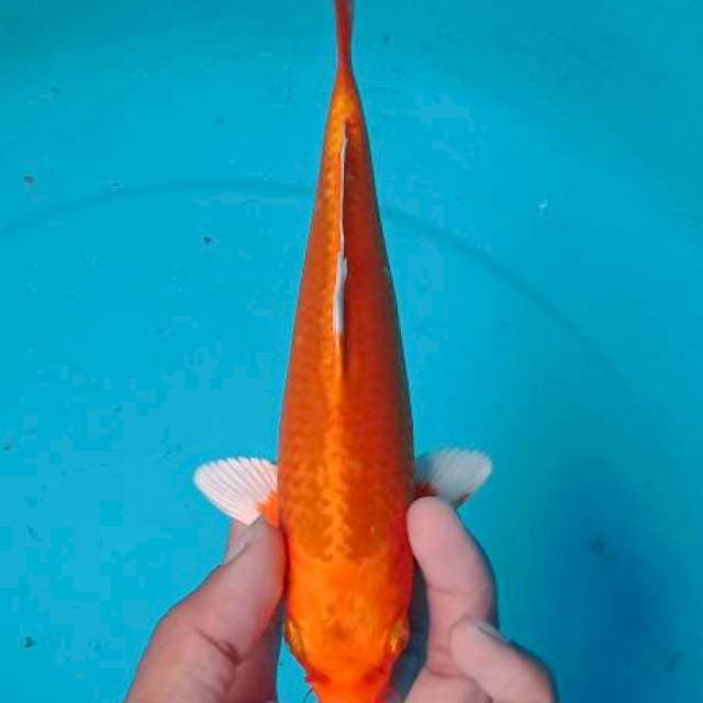 Yamabuki Ogon 22cm