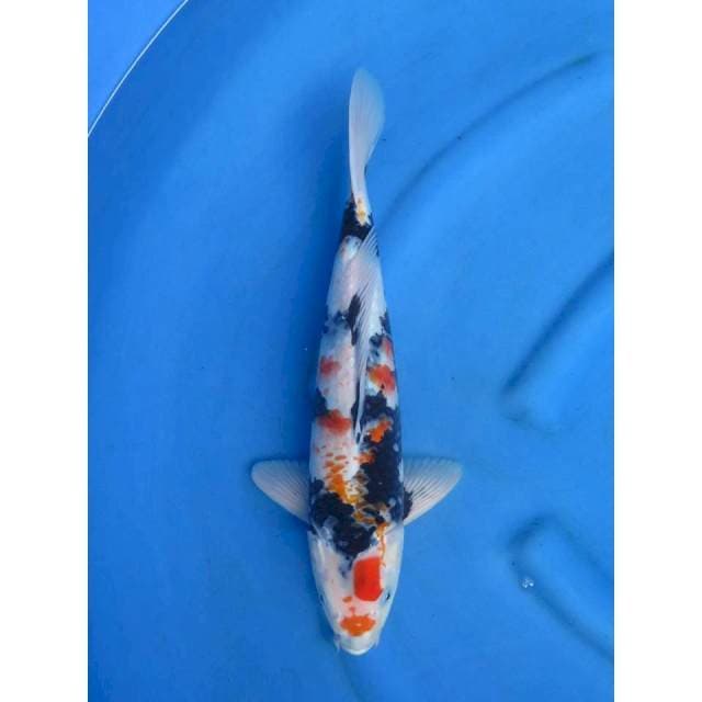 Showa Kanoko , 38cm , Male