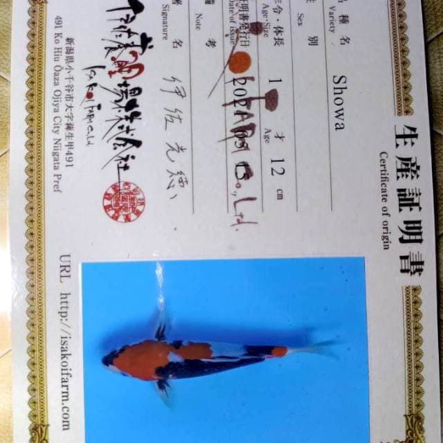 Showa sanshoku motogoro import 27cm