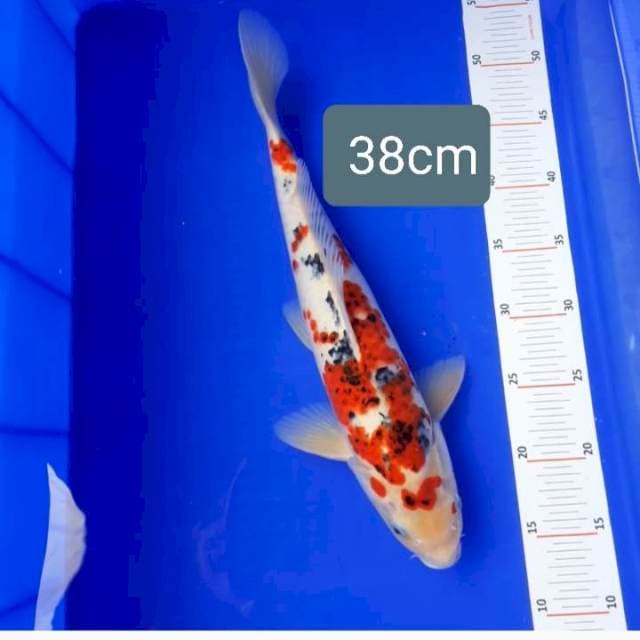 Sanke kanoko 38cm