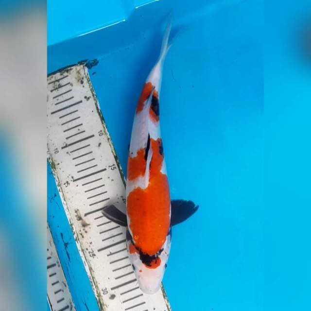 SHOWA MALE PUTIH