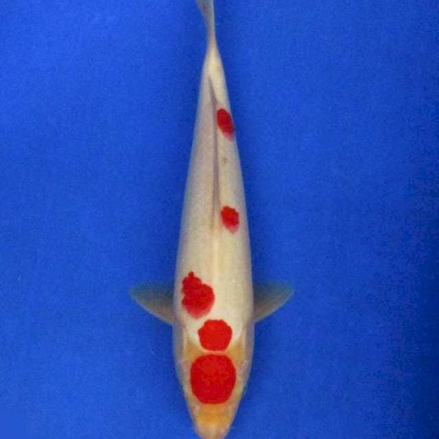 Tancho kohaku ±30cm