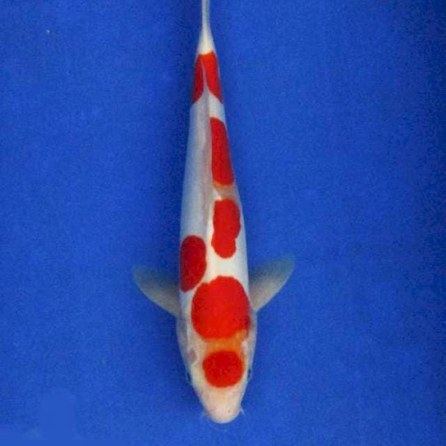 Doitsu kohaku sakura ±34cm
