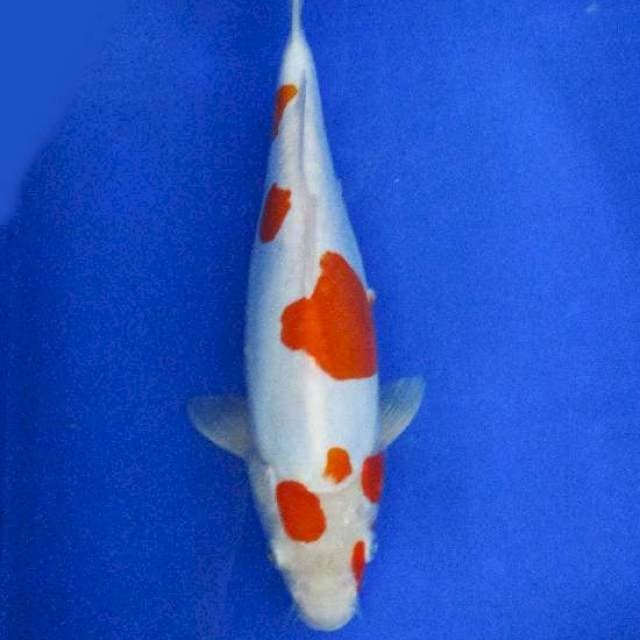 Doitsu metalic kohaku ±32cm