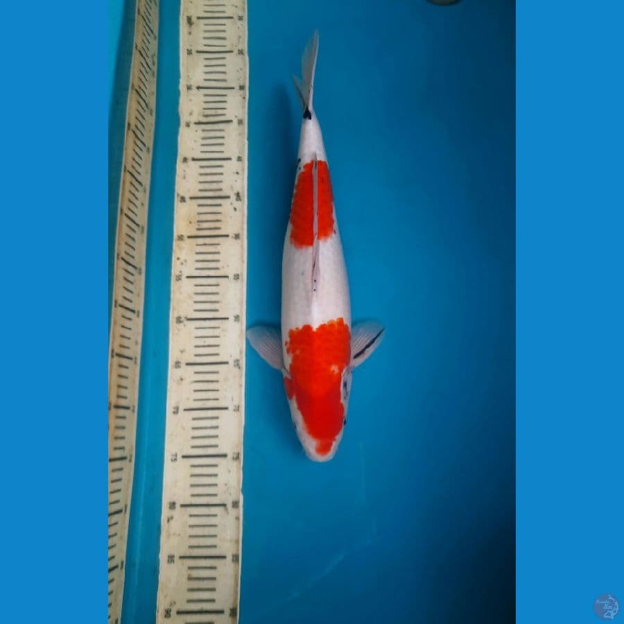 Nidan Sanke tategoi 46cm/M