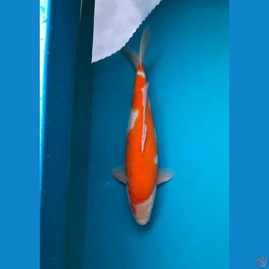 inazuma showa 45cm/F