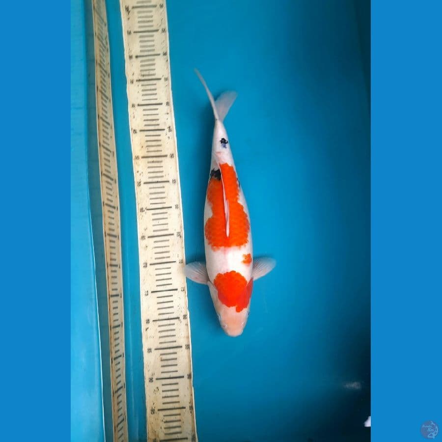 sanke tategoi 45cm/F