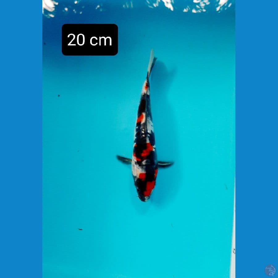 maruten kindai 20 cm