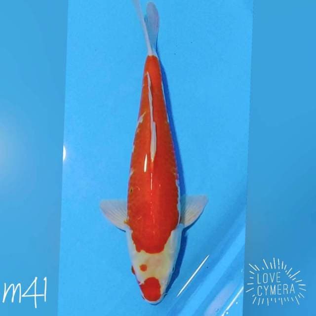 Kohaku M41