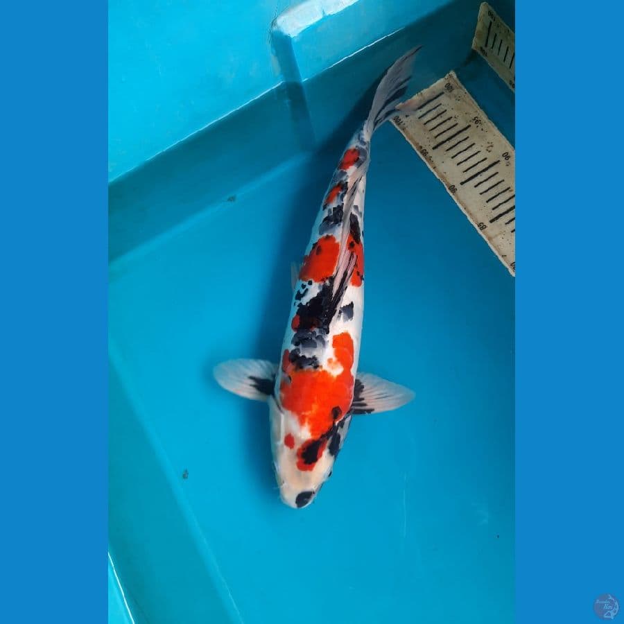 44cm Doit aragoke showa Male