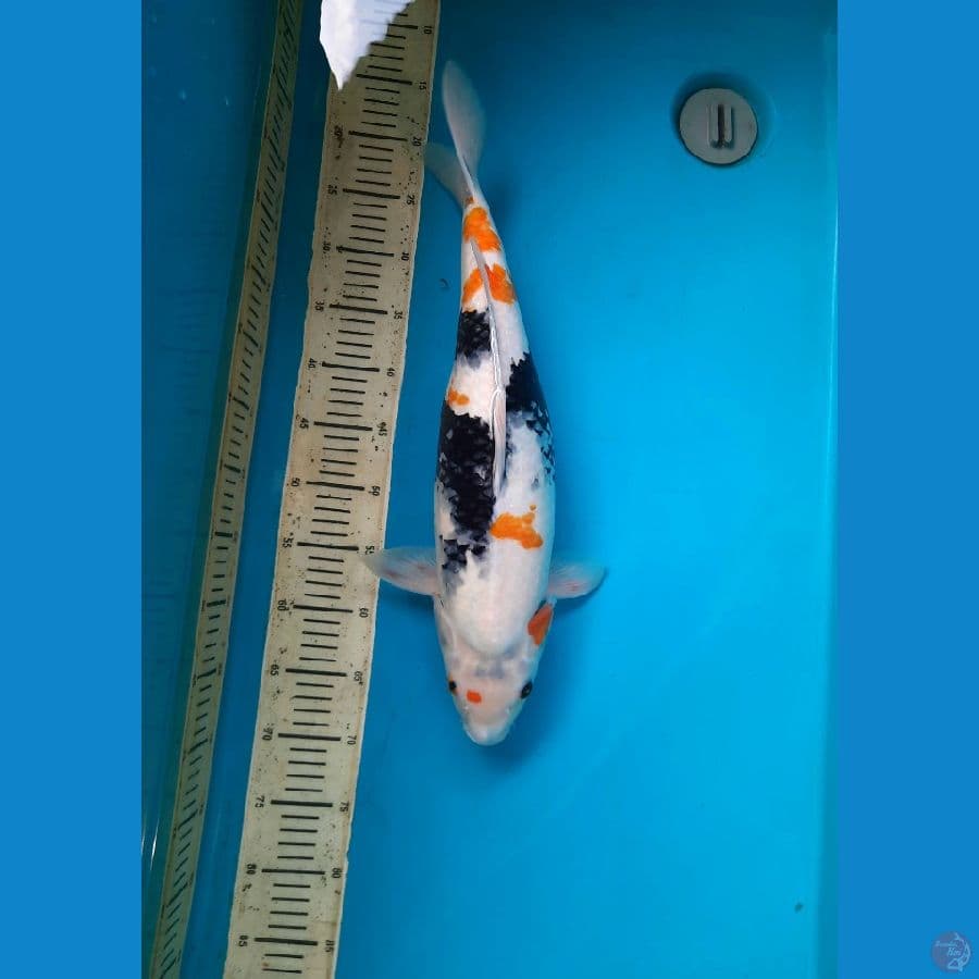 48cm Female tategoi showa F?