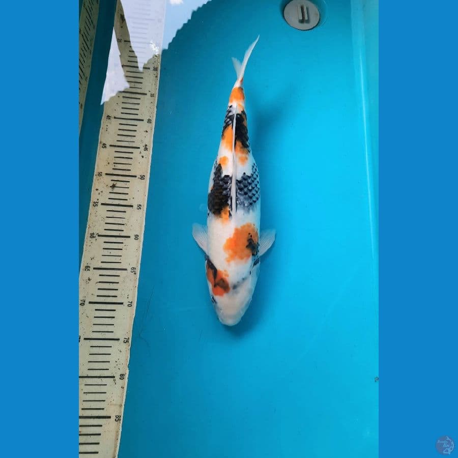 45cm tategoi showa female